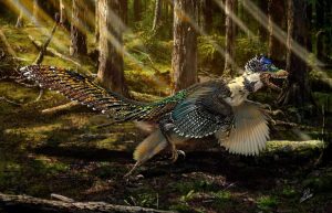 TO GO WITH AFP STORY BY MARIETTE LE ROUX - An handout artist impression released on July 15, 2015 by Ministry of Land and Resources of China shows a reconstruction of the new short-armed and winged feathered dinosaur Zhenyuanlong suni from the Early Cretaceous (ca. 125 million years ago) of China. Depicted by movie-makers as mean, green, man-eating lizards covered in scales, velociraptors probably looked more like large, toothy turkeys, a study said on July 16. Close study of a newly-discovered cousin dubbed Zhenyuanlong suni, has revealed that velociraptors likely had large wings and feathery coats, according to research published in the journal Scientific Reports. AFP PHOTO / Ministry of Land and Resources of China / Chuang Zhao  = RESTRICTED TO EDITORIAL USE - MANDATORY CREDIT "AFP PHOTO / Ministry of Land and Resources of China / Chuang Zhao - NO MARKETING NO ADVERTISING CAMPAIGNS - DISTRIBUTED AS A SERVICE TO CLIENTS =Chuang Zhao/AFP/Getty Images
