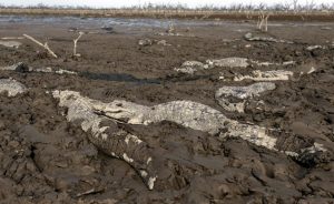 Parts of South America have been suffering with the longest and most severe drought seen in the last twenty years or so. These alligators died trying to escape what used to be a river along the Argentina-Paraguay border.