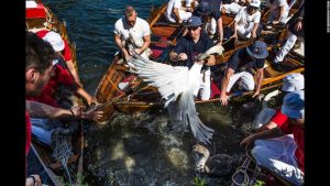 It was, once again, that time of the year in London when the swan census is taken. The Brits are serious about protecting their swan population and the census dates back to the 1100's.