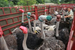 Wild ostriches are being being transplanted to the Henan region of China. No one seems sure as to why the ostriches are wearing masks. 