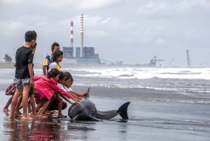 Children in Central Java, Indonesia brave a storm to try and push an injured dolphin back into the sea.