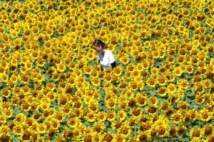 The Serakogen Noji Sunflower Festival will be happening for another week in Sera, Japan where there will be over one million wild sunflowers on display.