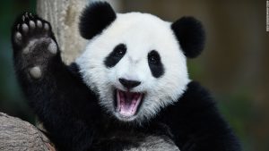 An excited Nuan Nuan celebrates her one year old birthday at her home at the national zoo in Kuala Lumpur, Malaysia. 