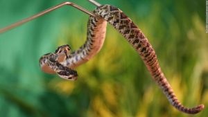 This two headed rattlesnake lives at a zoo in Scheidegg, Germany.