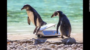 Penguins, like boxers, go through their annual weigh-ins at the London Zoo.