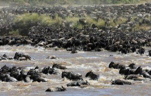 A great herd of wildebeest make there way to more lush areas as the annual great migration of animals has begun on the legendary Serengeti Plain in Kenya.