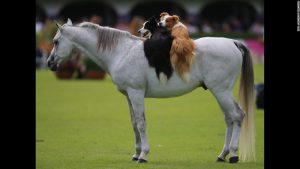 The Dublin Horse Show happened last week in Ireland. Apparently, the Dublin show is a little more informal than most.