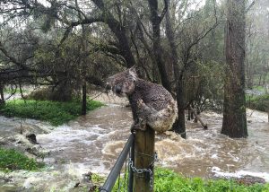 A koala seeks to escape the raging storms and flood waters that has been plaguing much of southern Australia of late.