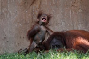A five month old baby girl orangutan plays within sight of her mother in Spain. Orangutan's are extremely endangered and they may all be gone within five years.