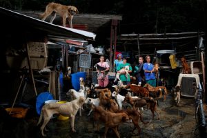 An animal shelter in Venezuela simply can't keep up with the amount of pets being dropped off. Venezuelans are so desperate to feed themselves that they just can't afford to feed their pets any longer.