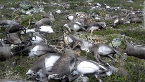 In a most frightening and freakish event, over 300 reindeer in Norway were all killed by a single lightning strike. 