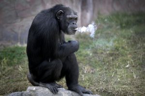 A 19 year old female chimpanzee named Azalea takes a break at a zoo in North Korea.