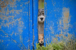 Bucharest, Romania continues to struggle with one of the largest population fo stray and feral dos in the world. Experts estimate there are about 60,000 wild dogs roaming the Bucharest streets.