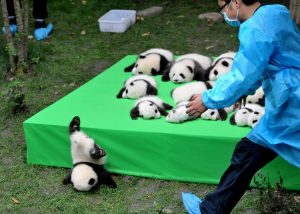 All 29 of the giant pandas born in China this year were trotted out last week so that the public could see them. Not all them, however, could get the hang of being on display.